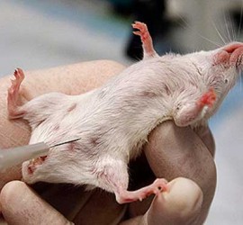 Fotografía de un ratón de laboratorio recibiendo una inyección