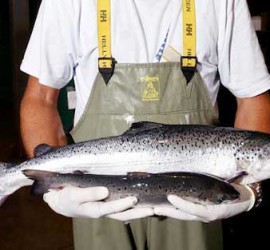 Trabajador de una piscifactoría que sujeta dos salmones en relación con el nuevo antibiótico natural desarrollado por DOMCA para las piscifactorías