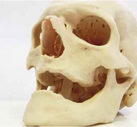 Un modelo de una calavera realizado con impresión 3D para la salud