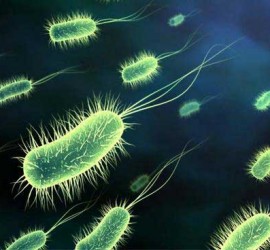 Un grupo de bacterias