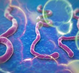 Partículas del virus del Ébola