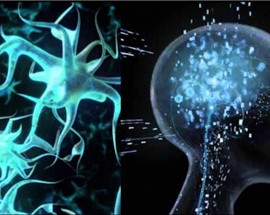 Unas neuronas junto a la radiografía de un cráneo humano en referencia a la inteligencia artiificial